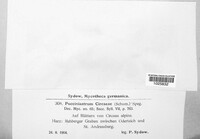 Pucciniastrum circaeae image